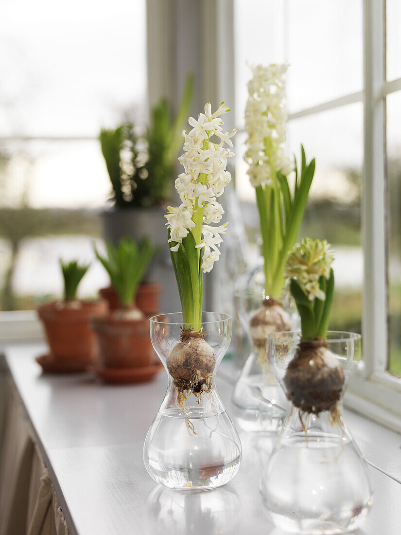 White hyacines in window, Skane, Sweden