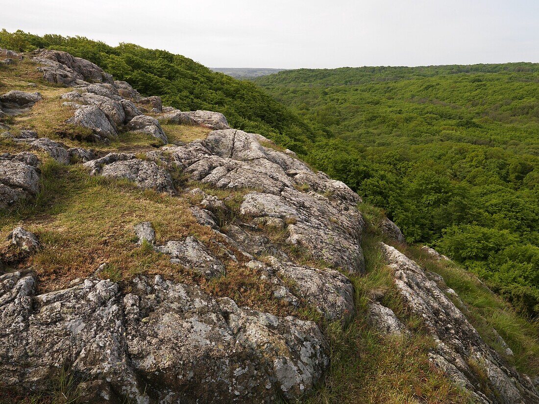 View over forest, Österlen, Skåne, Sweden