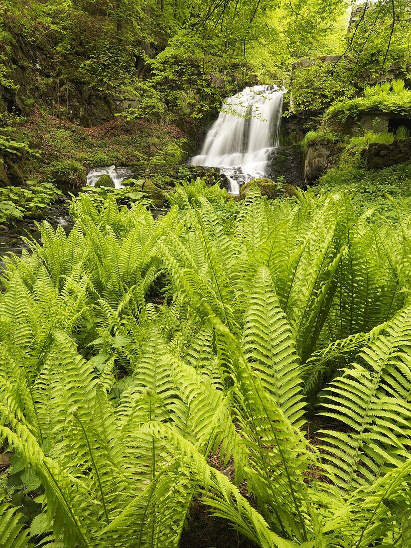 Wterfall in forest, Skane, Sweden