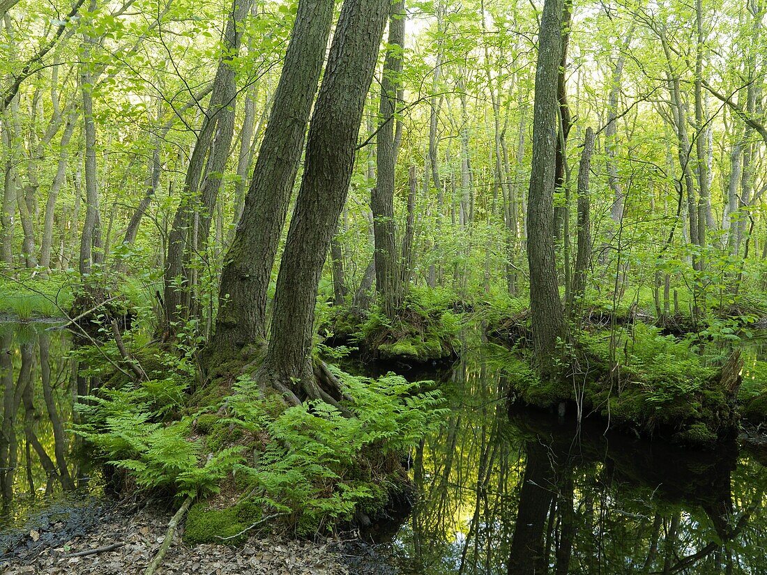 Swamp forest, Skåne, Sweden