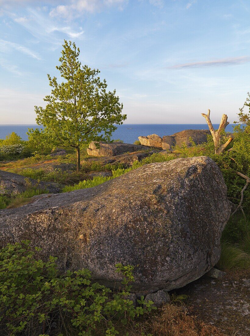 Oak on cliffs, Hano, Blekinge, Sweden