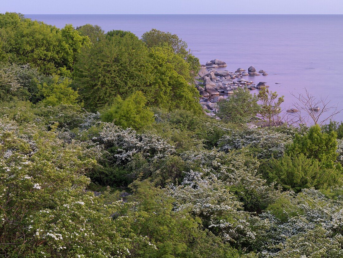 Hawthorn, Hanö, Blekinge, Sweden