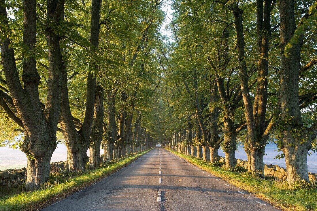 Tree colonnade, Skane, Sweden