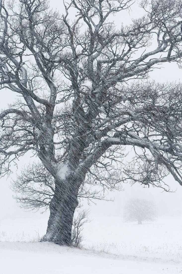 Oak covered with snow, Skane, Sweden