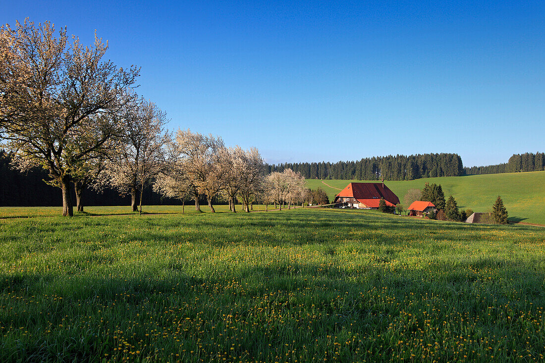 Blooming cherry trees at a country road in front of Black Forest house, Black Forest, Baden-Württemberg, Germany, Europe