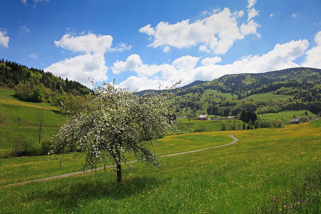 Landschaft mit blühendem Baum und Schwarzwaldhäusern, Südlicher Schwarzwald, Baden-Württemberg, Deutschland, Europa