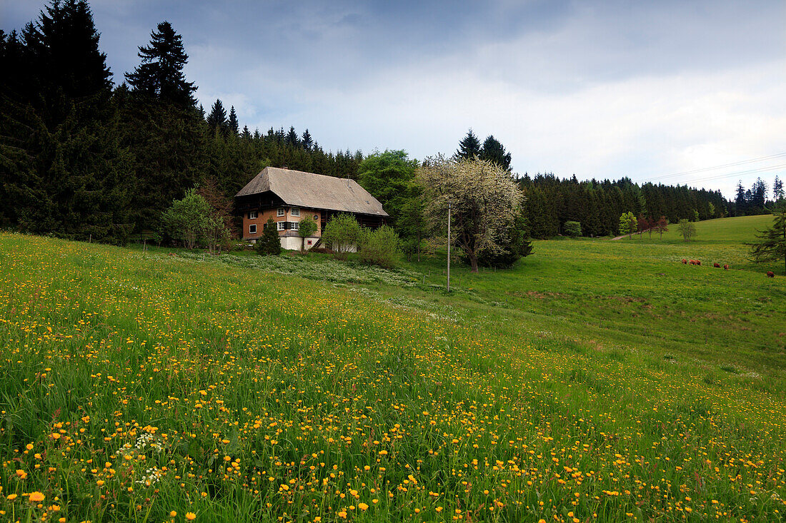 Schwarzwaldhaus auf Blumenwiese, Südlicher Schwarzwald, Baden-Württemberg, Deutschland, Europa