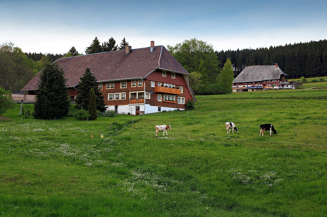 Schwarzwaldhaus an einer Wiese mit Kühen, Südlicher Schwarzwald, Baden-Württemberg, Deutschland, Europa