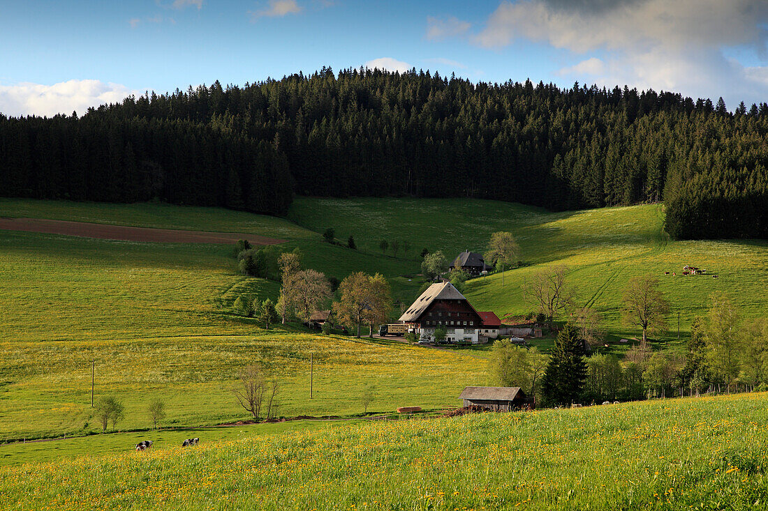 Black Forest house on a meadow under clouded sky, Black Forest, Baden-Württemberg, Germany, Europe