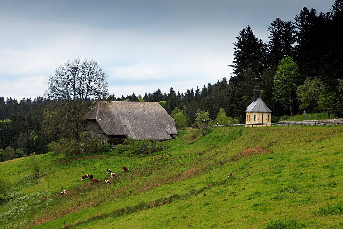 Black Forest house and cattle on pasture, Black Forest, Baden-Württemberg, Germany, Europe