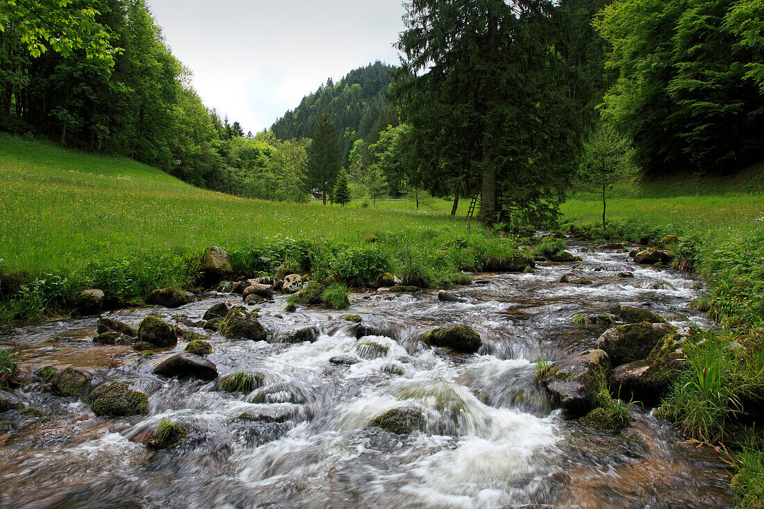 Bach im oberen Elztal, Südlicher Schwarzwald, Baden-Württemberg, Deutschland, Europa