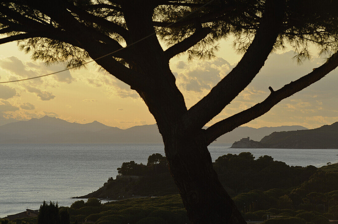 Blick auf Baum und Küstenlandschaft im Abendlicht, Castiglione della Pescaia, Maremma, Provinz Grosseto, Toskana, Italien, Europa
