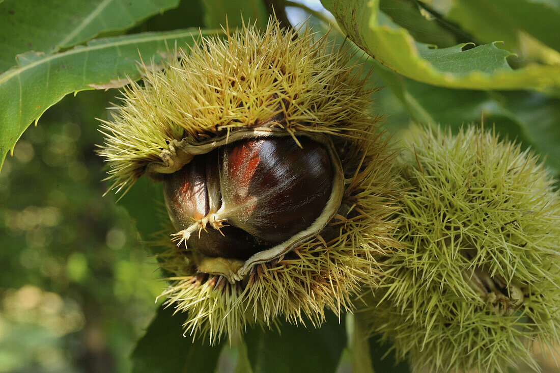 Close up of sweet chestnuts and bur of chestnut, Province Grosseto, Toskana, Italy, Europe