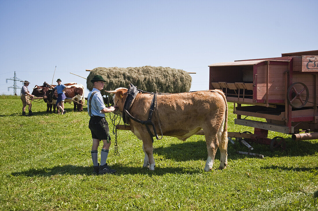 Bull race, Haunshofen, Wielenbach, Upper Bavaria, Germany