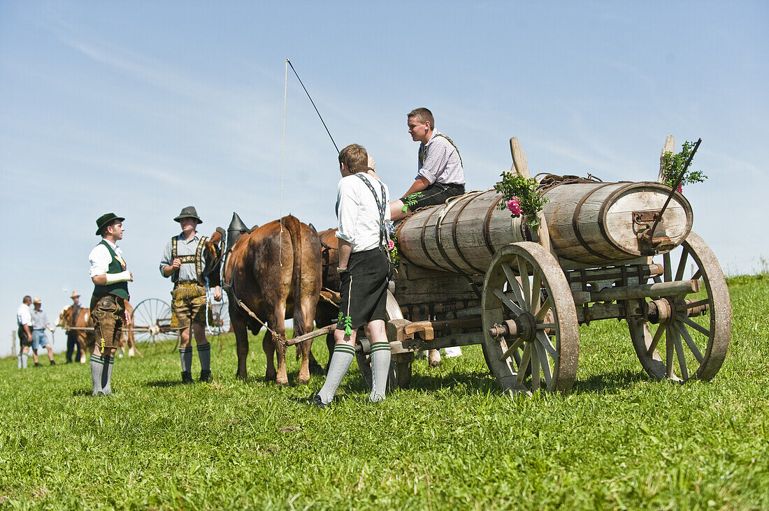 Bull race, Haunshofen, Wielenbach, Upper Bavaria, Germany