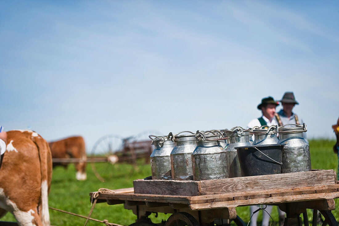 Bull race, Haunshofen, Wielenbach, Upper Bavaria, Germany