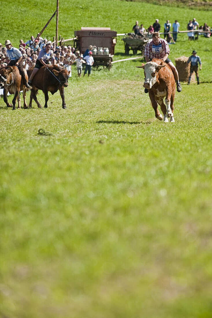 Bull race, Haunshofen, Wielenbach, Upper Bavaria, Germany