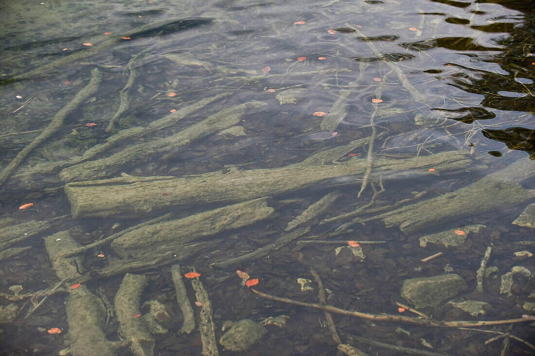 Treibholz im Obersee, Berchtesgadener Land, Oberbayern, Bayern, Deutschland