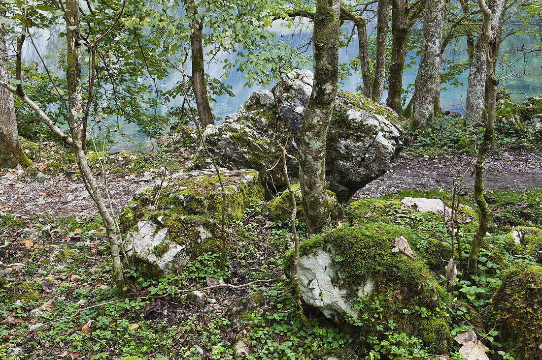 Laubwald am Königssee, Berchtesgadener Land, Oberbayern, Bayern, Deutschland