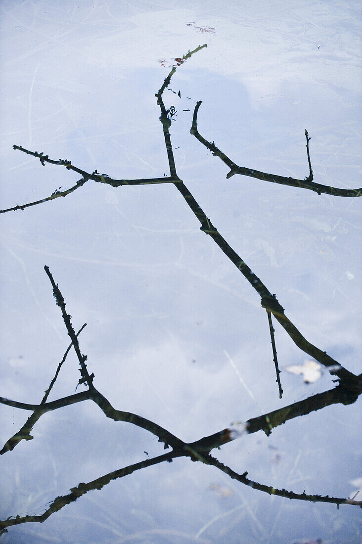 Bare branches in lake Konigssee, Berchtesgadener Land, Upper Bavaria, Germany