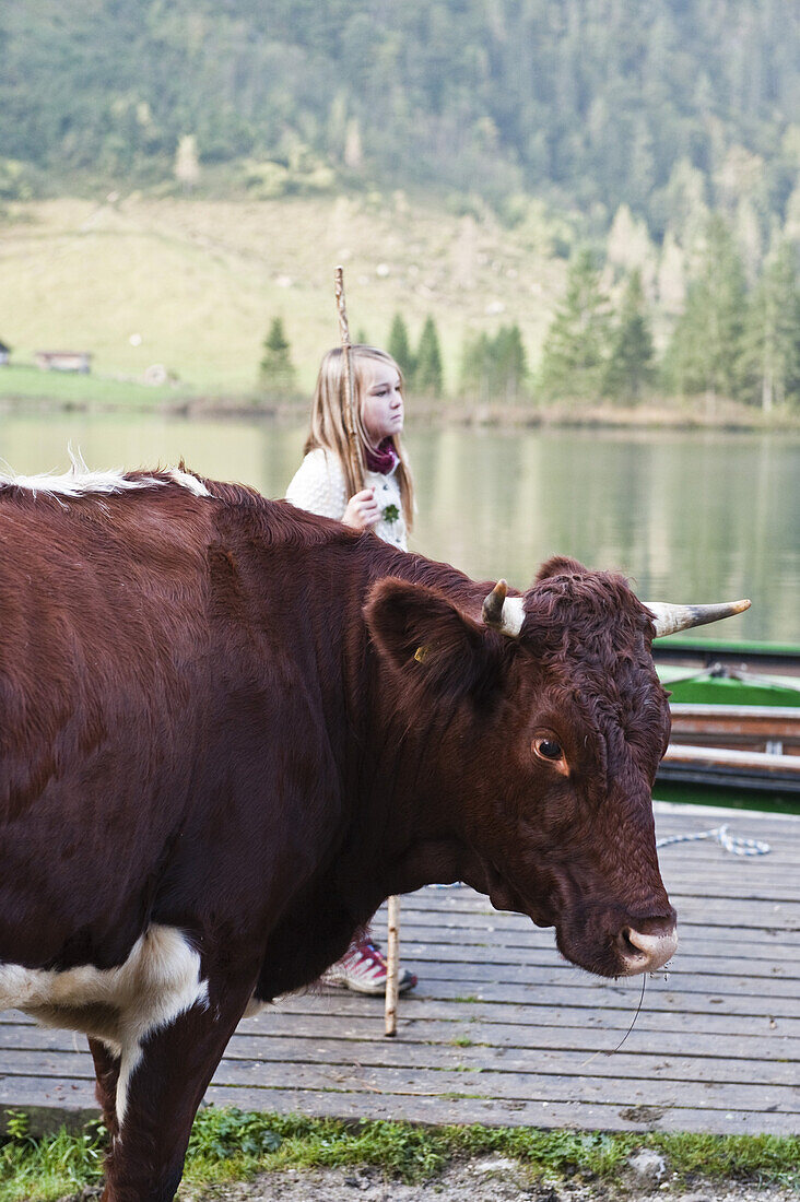 Almabtrieb, Königssee, Berchtesgadener Land, Oberbayern, Bayern, Deutschland