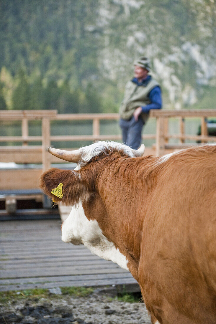 Almabtrieb, Konigssee, Berchtesgadener Land, Upper Bavaria, Germany