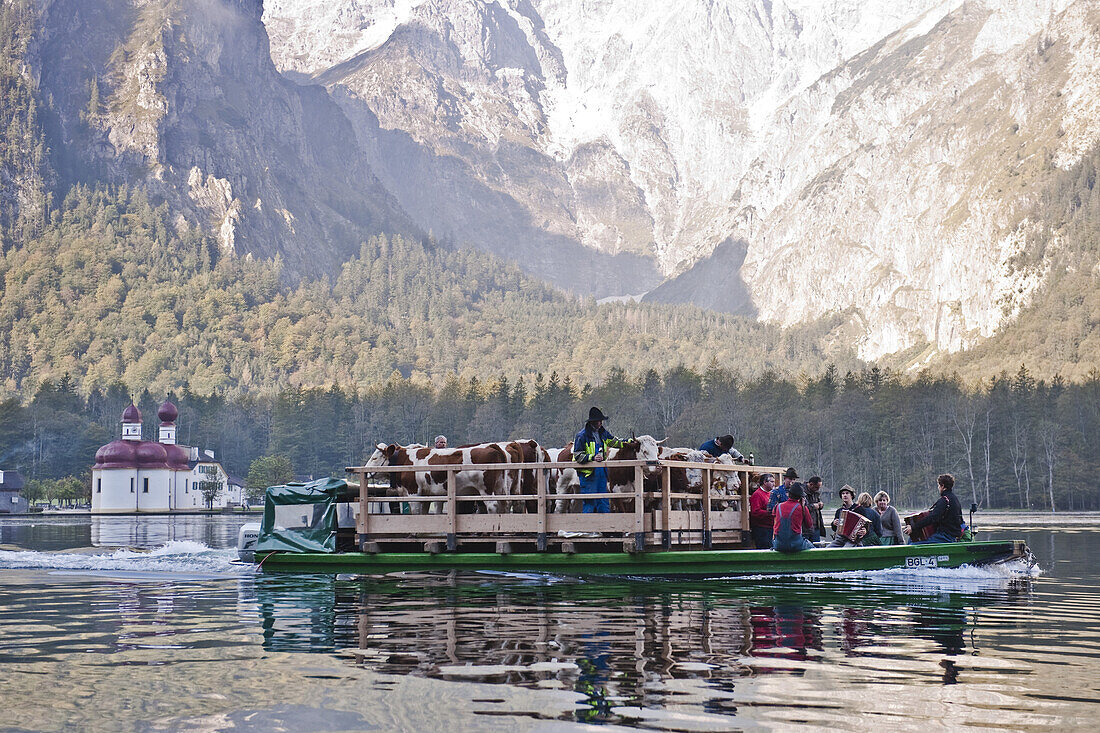 Almabtrieb, Königssee, Berchtesgadener Land, Oberbayern, Bayern, Deutschland