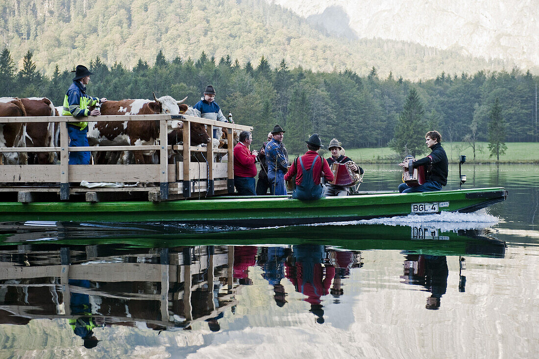 Almabtrieb, Konigssee, Berchtesgadener Land, Upper Bavaria, Germany