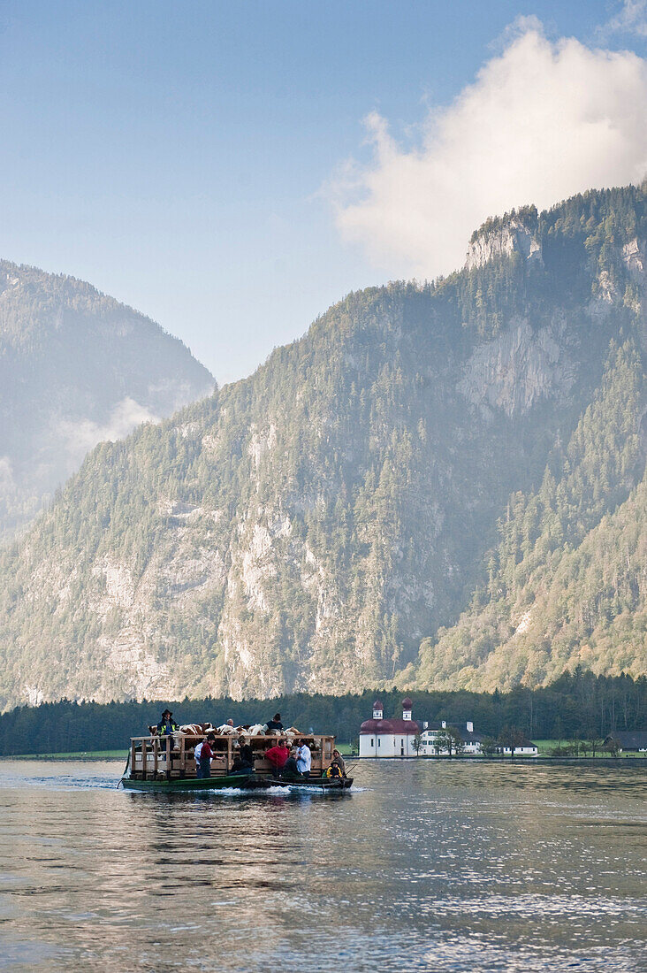 Almabtrieb, Königssee, Berchtesgadener Land, Oberbayern, Bayern, Deutschland