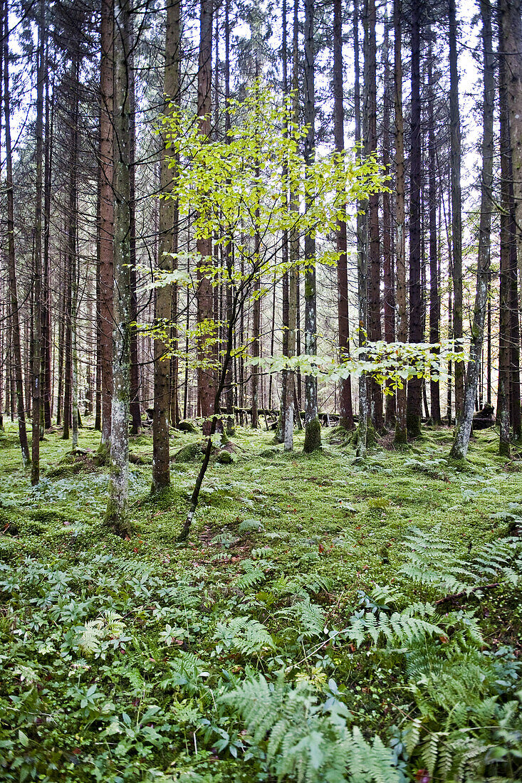 Forest floor, Bavaria, Germany