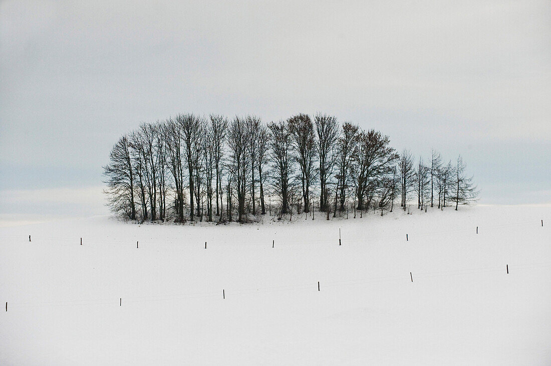Bare trees in winter, Tegernsee, Upper Bavaria, Germany