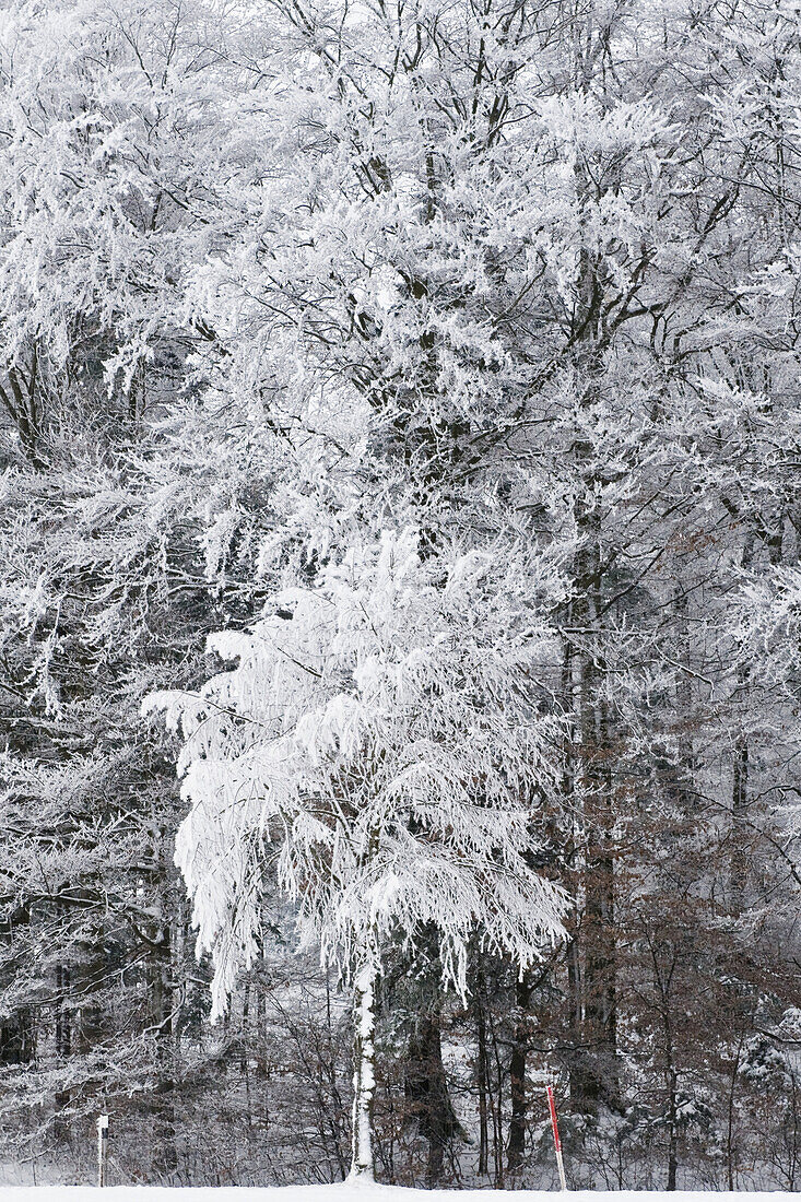 Bäume mit Raureif, Tegernseer Land, Oberbayern, Bayern, Deutschland