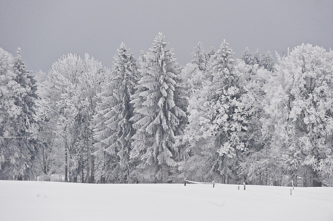 Winter scenery, Tegernseer Land, Upper Bavaria, Germany