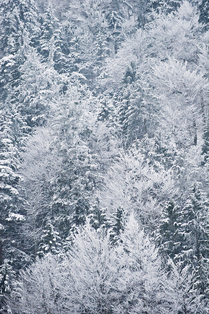 Snow covered trees, Tegernseer Land, Upper Bavaria, Germany