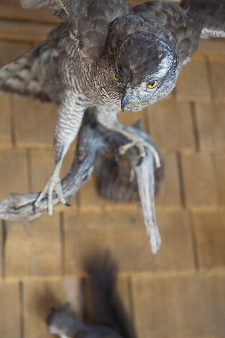 Stuffed bird of prey, King's House on Schachen, Wetterstein Range, Bavaria, Germany