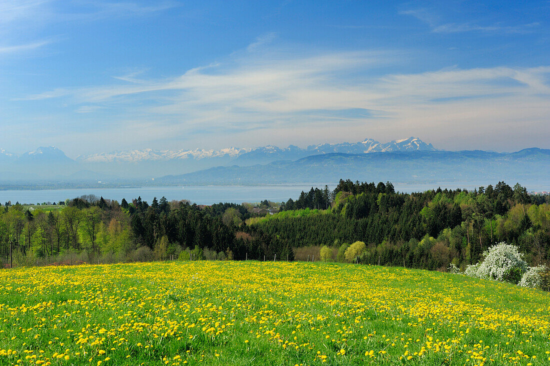 Blick über Löwenzahnwiese auf Bodensee und Appenzeller Alpen mit Säntis, Lindau, Bodensee, Bayern, Deutschland