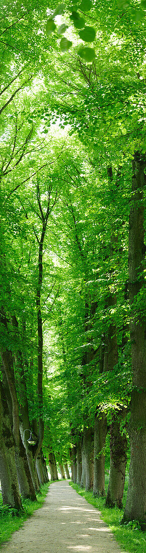 Vertical panorama of an alley of lime trees, Altmuehltal cycle trail, Altmuehl valley nature park, Altmuehltal, Bavaria, Germany