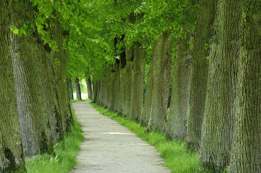 Alley of lime trees, Altmuehltal cycle trail, Altmuehl valley nature park, Altmuehl, Bavaria, Germany