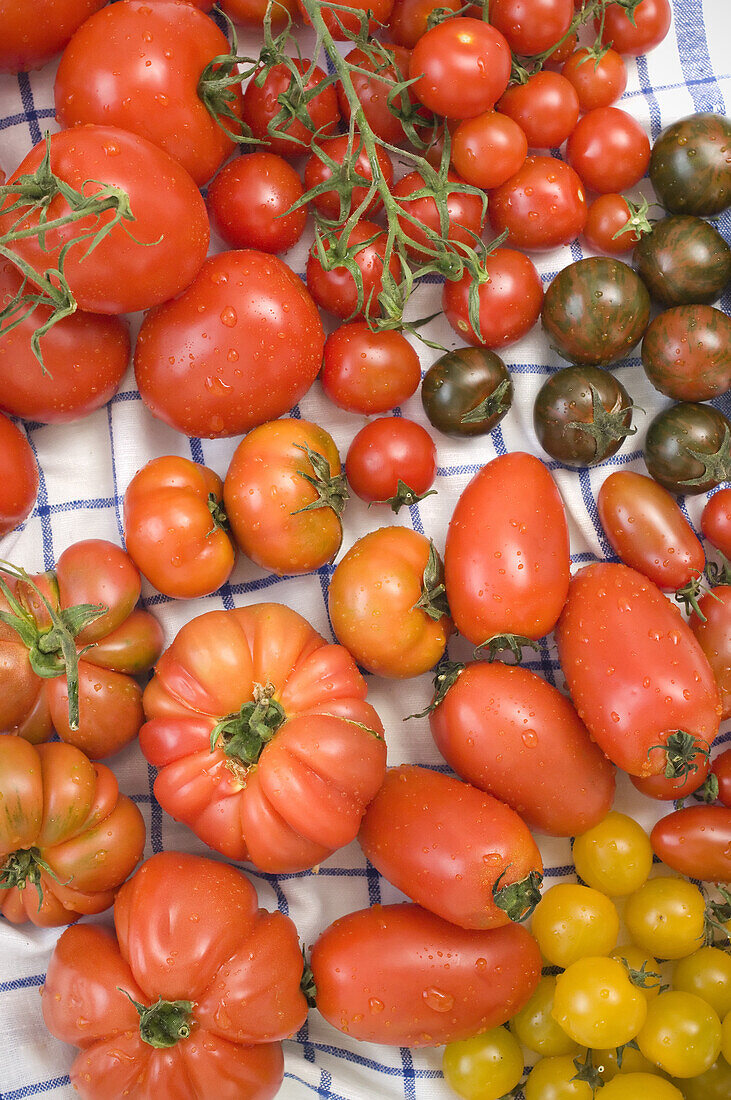 Verschiedene Tomaten, Gemüse, Obst, Gesundes Essen