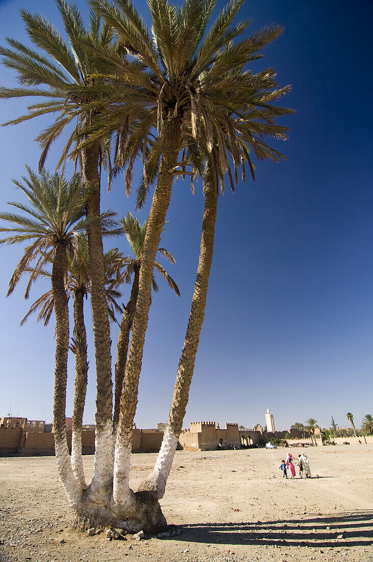 Palmen, Taroudant, Marokko, Nordafrika, Afrika