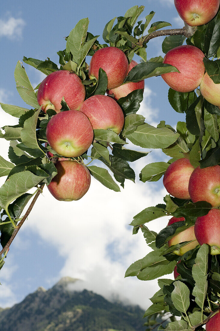 Äpfel auf einem Baum, Obstplantage, Südtirol, Italien, Europa