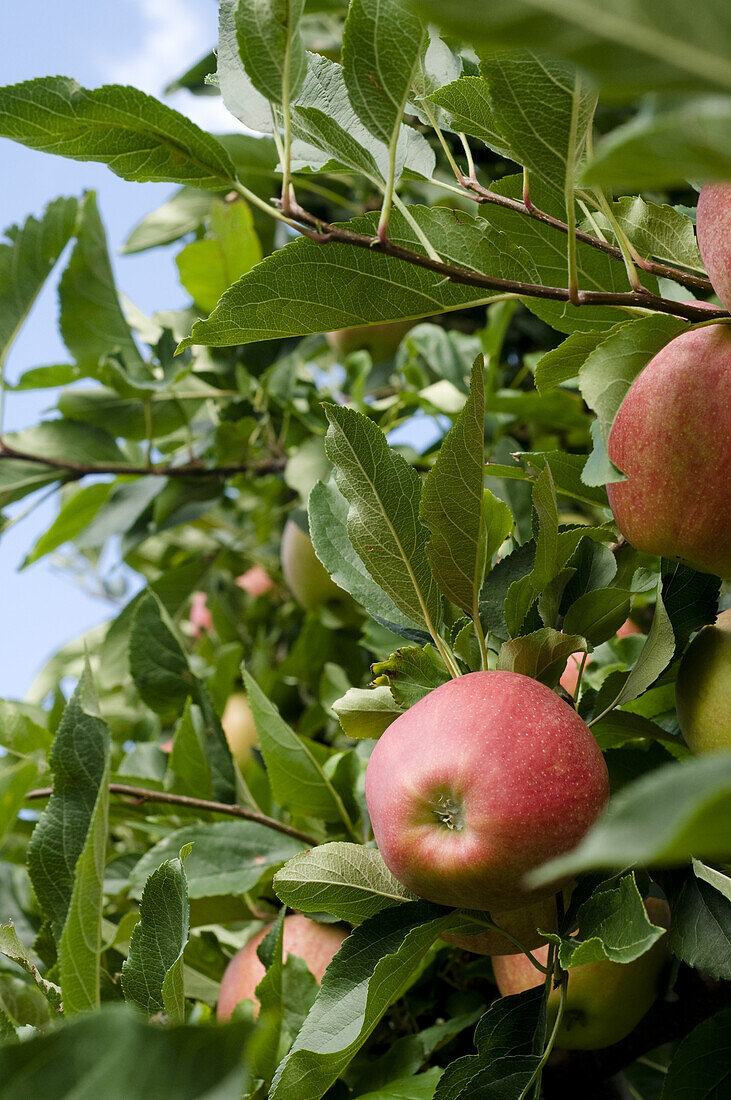 Reife Äpfel auf einem Baum, Obstplantage, Südtirol, Italien, Europa