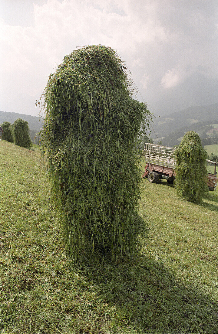 Haystack of mowed summer grass, Stodertal, Austria, Alps, Europe