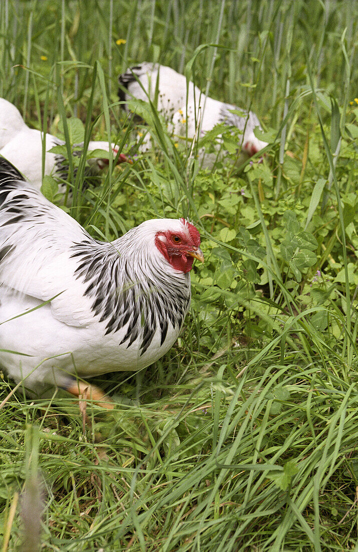 Free-range hens, Berner Oberland, Switzerland, Alps, Europe
