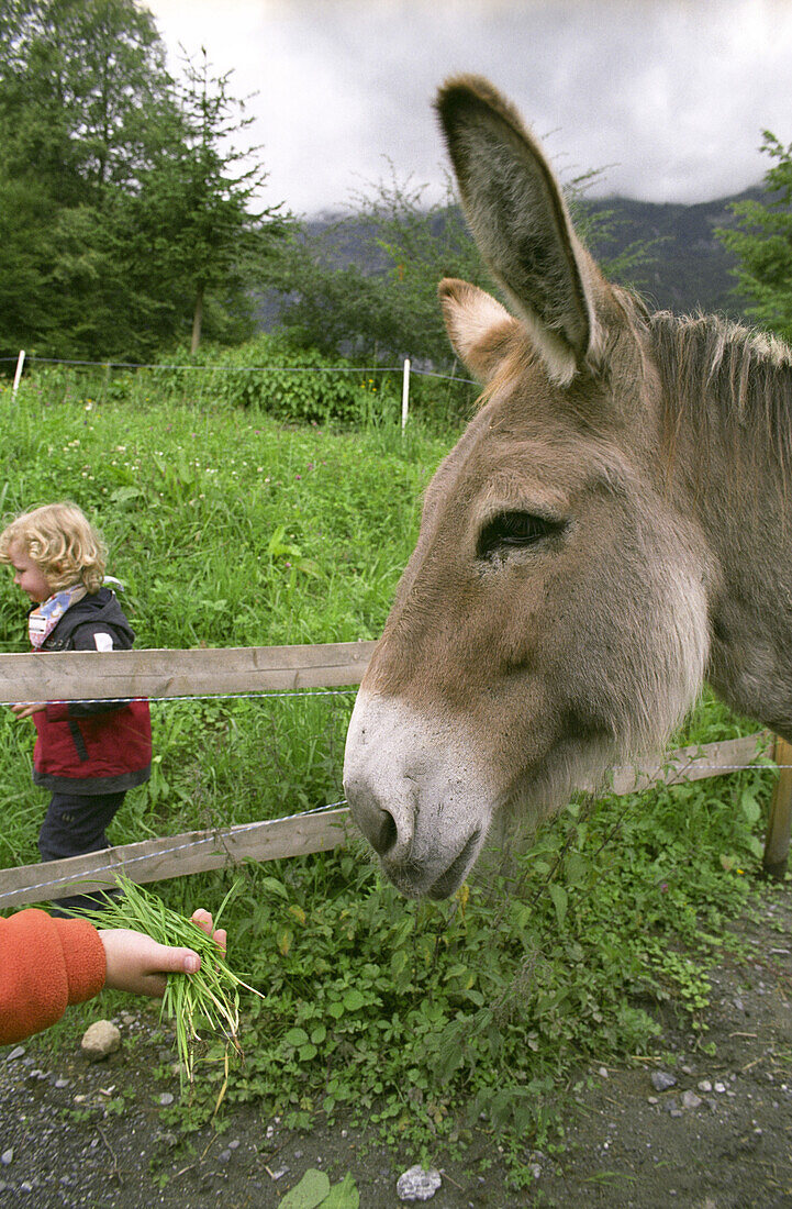 children feeding a donkey, Berner Oberland, Switzerland, Alps, Europe