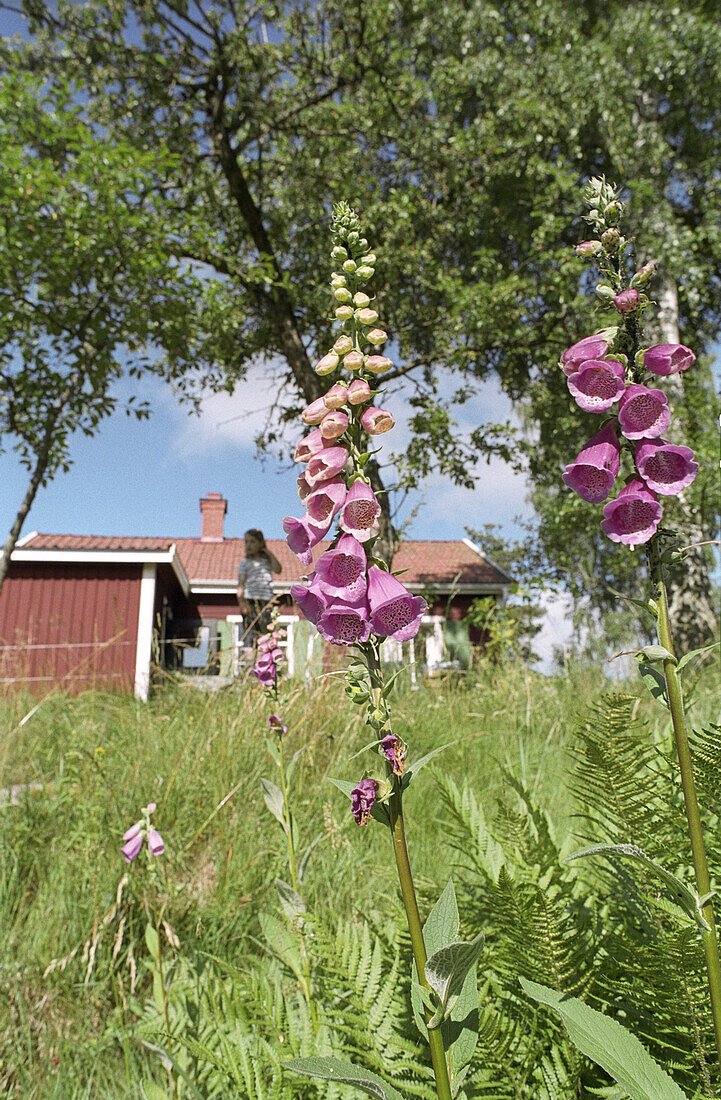 Blühende Fingerhut, Südschweden, Schweden, Europa