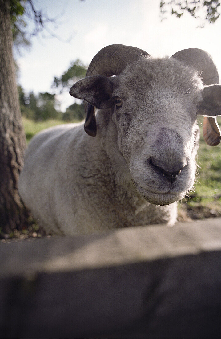 Close up of a ram on a farm, Smaland, Sweden, Europe