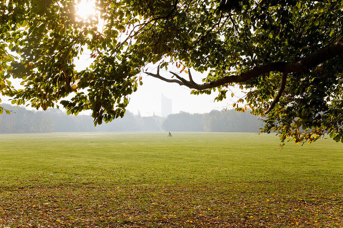 Meadow in backlight, Leipzig, Saxony, Germany