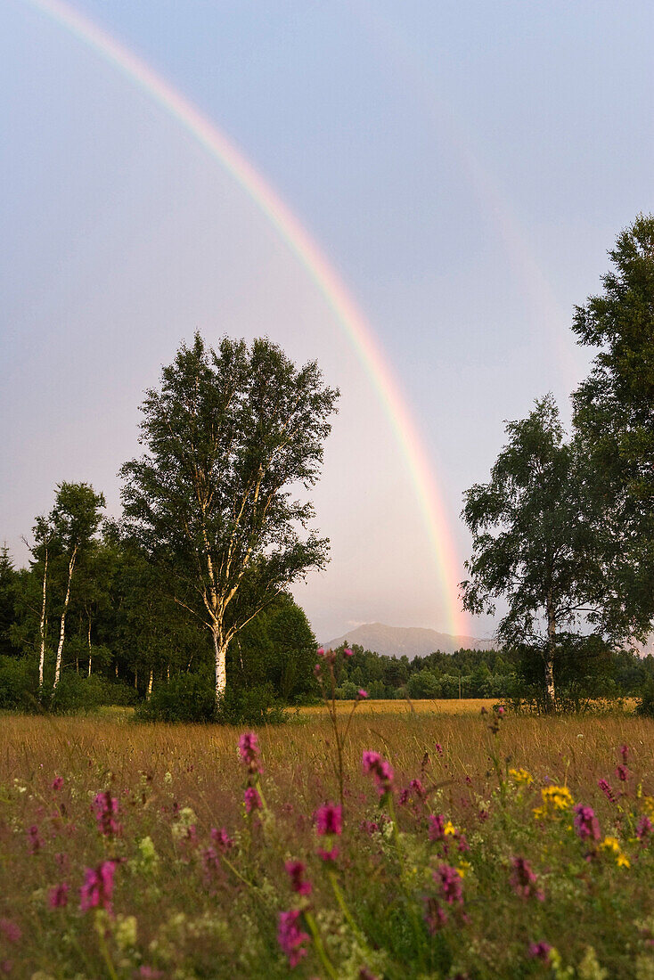 Rainbow, Alpine foreland, Upper Bavaria, Germany