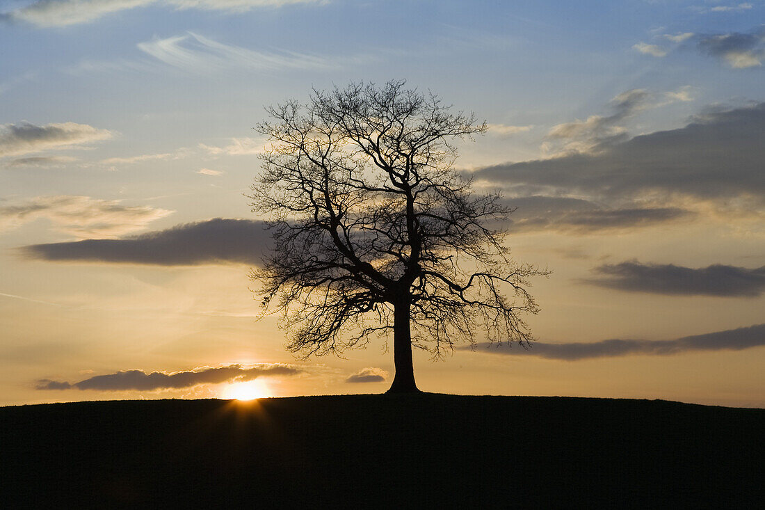 Baum bei Sonnenuntergang, Oberbayern, Deutschland